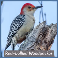 Red-bellied Woodpecker